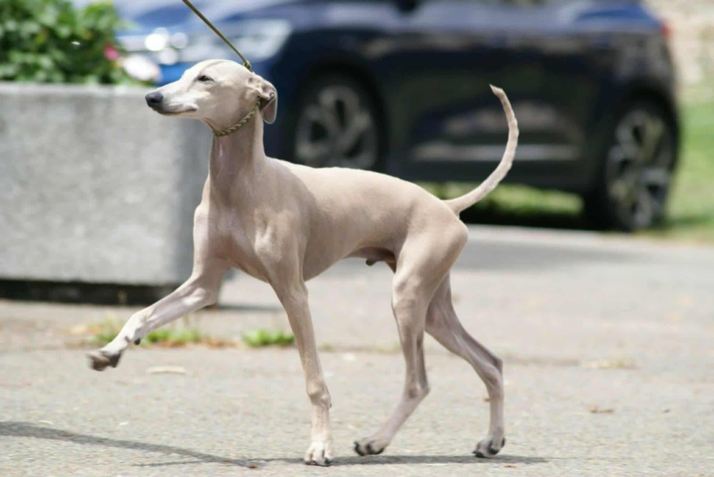 Anakin des princes de minos