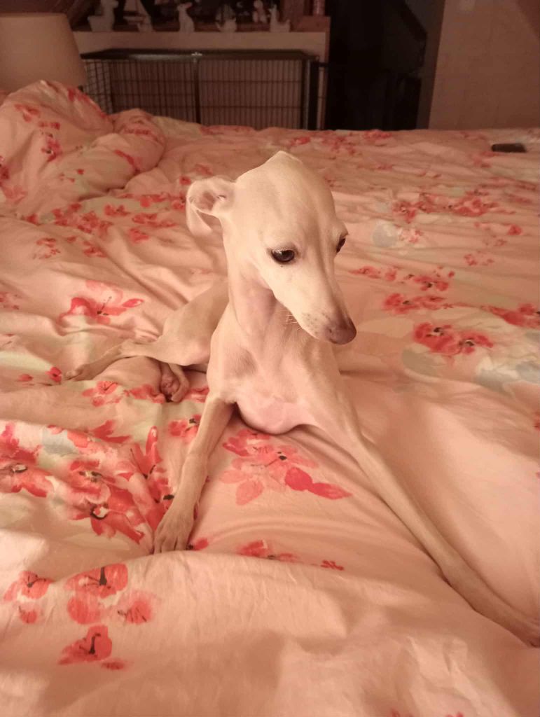 Ultime venus Des Petites Bouilles D’Eole