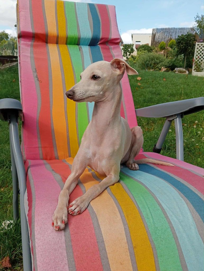 Ultime venus Des Petites Bouilles D’Eole