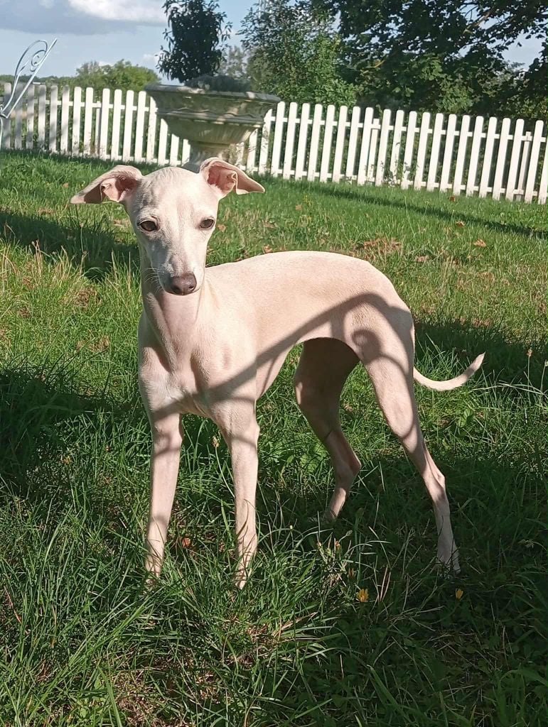 Ultime venus Des Petites Bouilles D’Eole