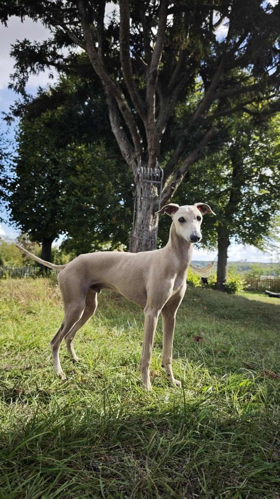 Anakin des princes de minos