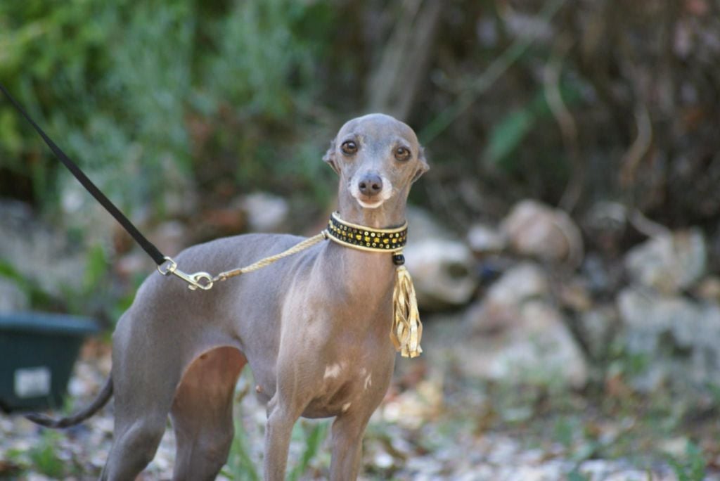 Suzy Des Petites Bouilles D’Eole