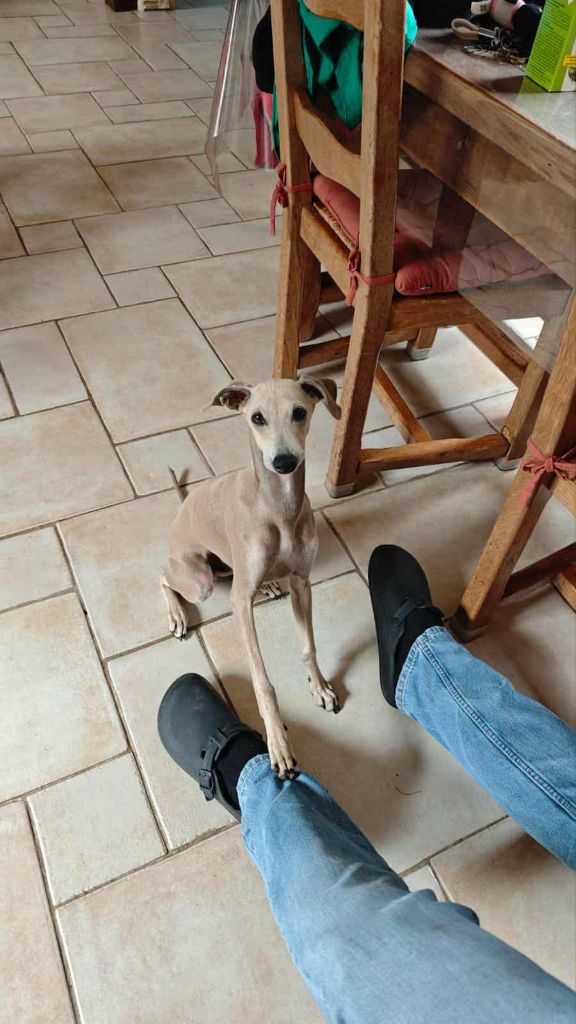 Anakin des princes de minos