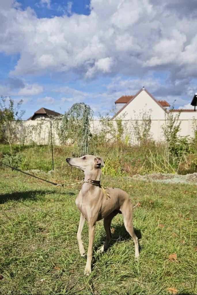 Anakin des princes de minos