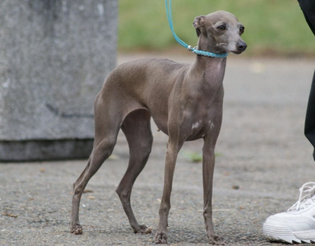 Suzy Des Petites Bouilles D’Eole