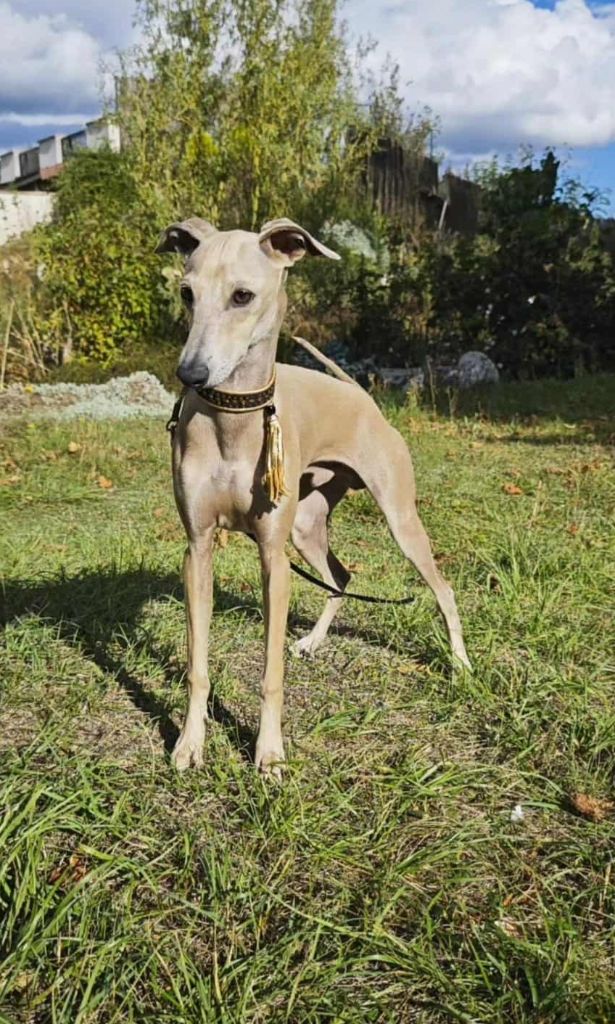 Anakin des princes de minos