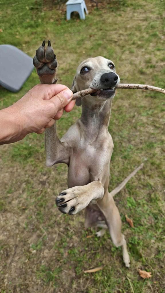 Anakin des princes de minos