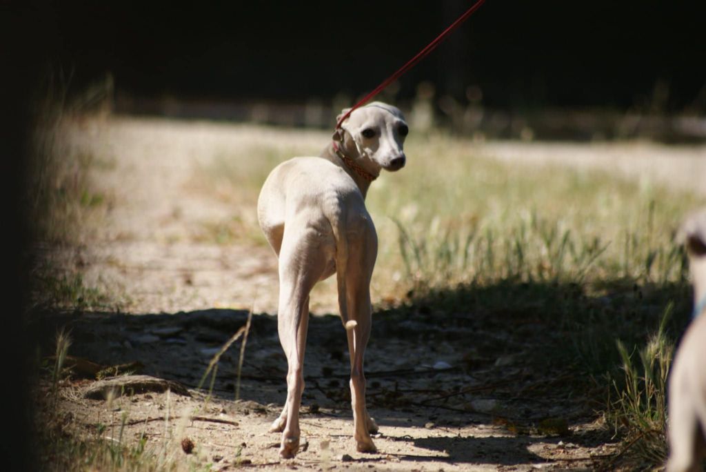 Ultime venus Des Petites Bouilles D’Eole