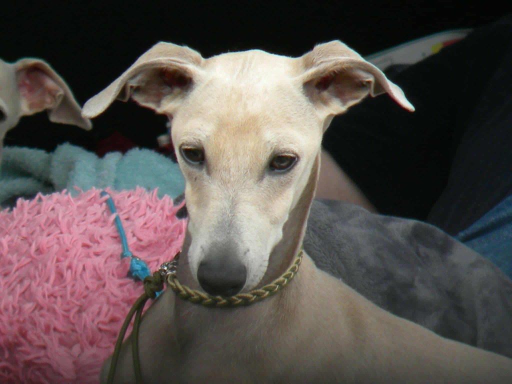 Anakin des princes de minos