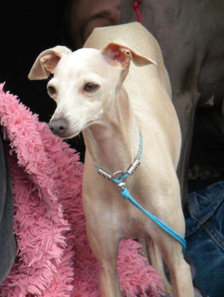 Ultime venus Des Petites Bouilles D’Eole