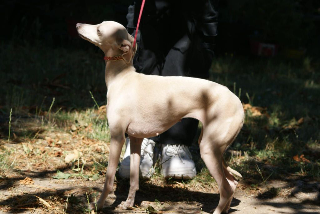 Ultime venus Des Petites Bouilles D’Eole