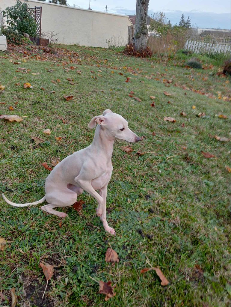 Ultime venus Des Petites Bouilles D’Eole