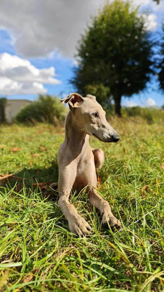 Anakin des princes de minos