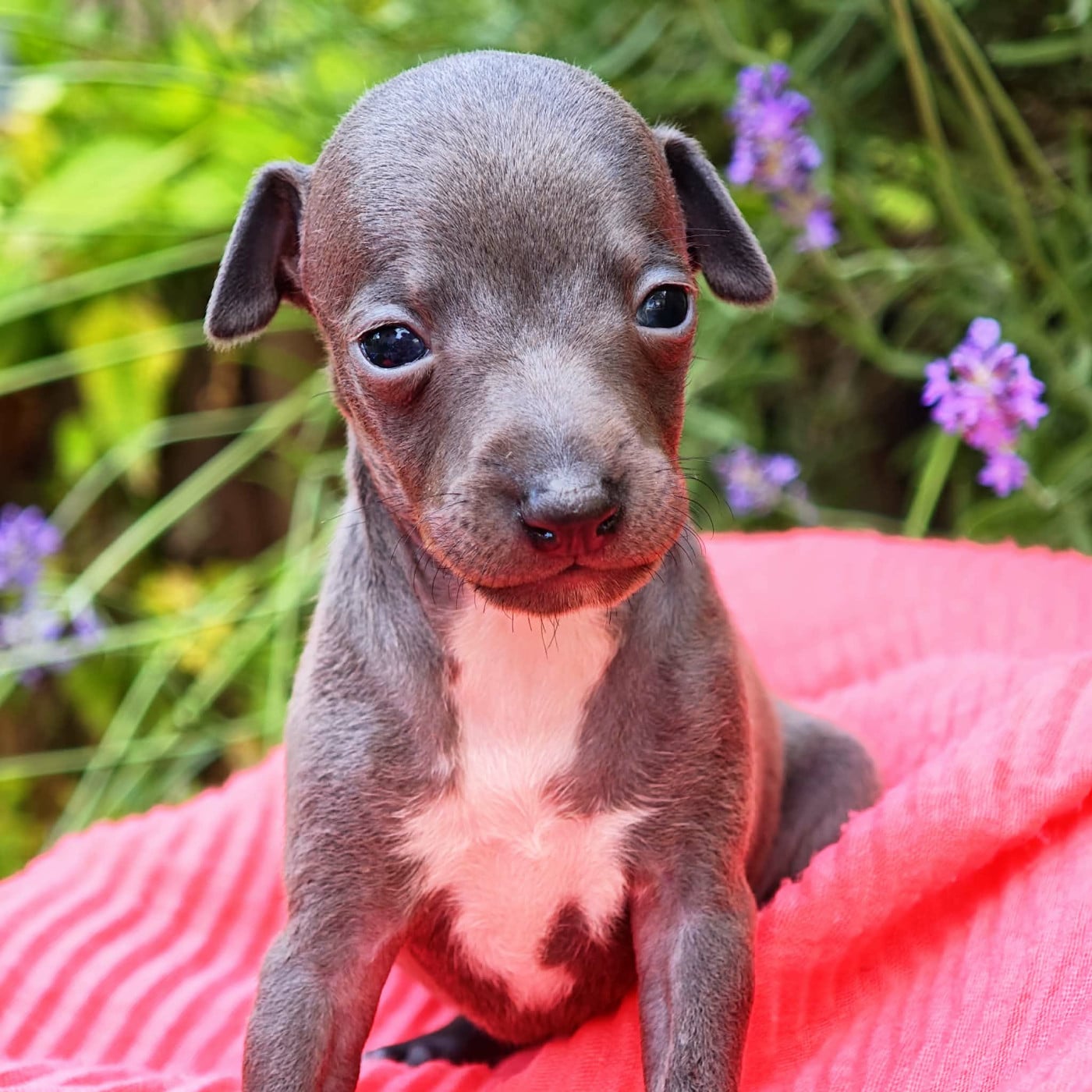 Bambina Violetta