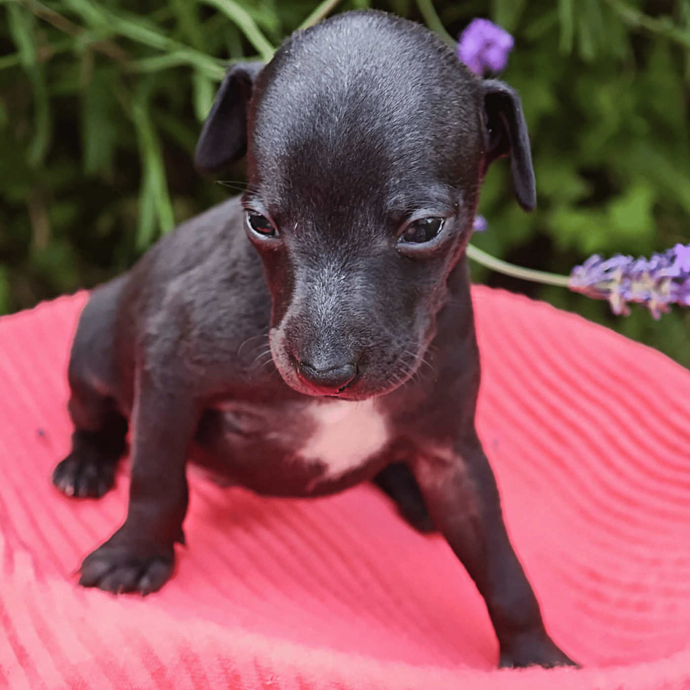 Bambino Roméo