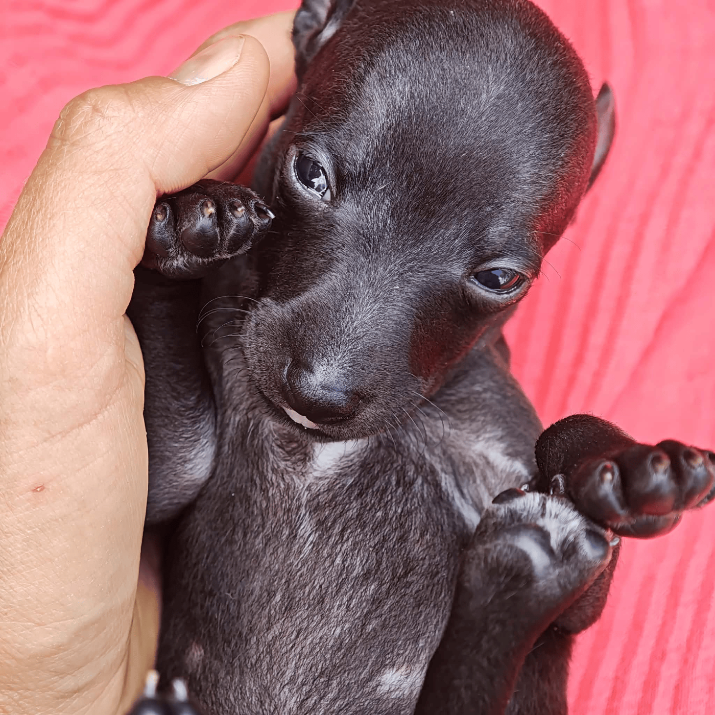 Bambino Roméo