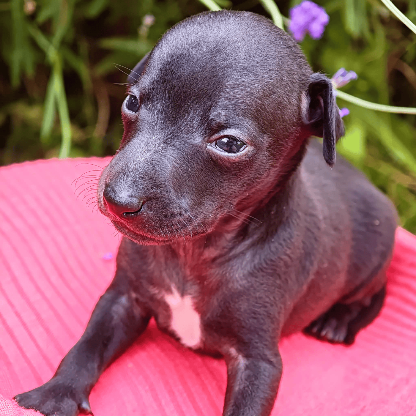 Bambino Roméo