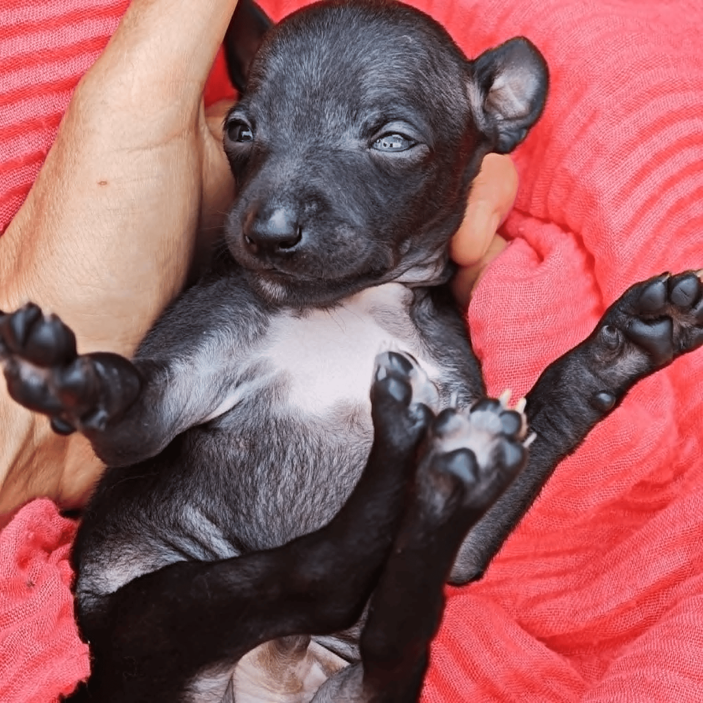Bambino Angelo