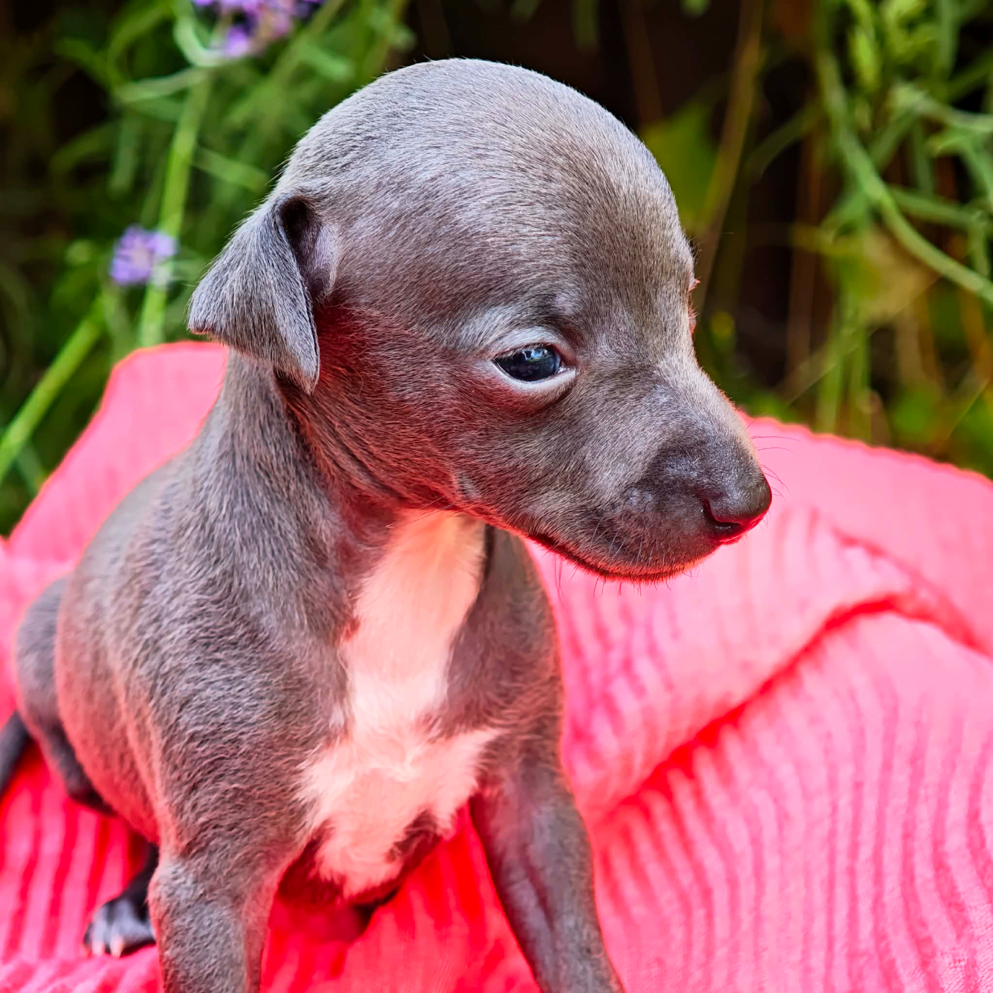 Bambina Violetta