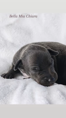 Les chiots de Petit Levrier Italien