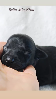 Les chiots de Petit Levrier Italien