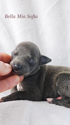Les chiots de Petit Levrier Italien