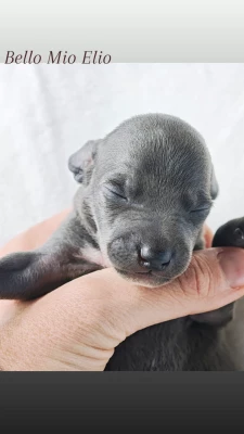 Les chiots de Petit Levrier Italien