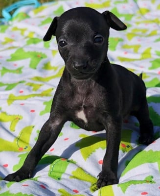 Les chiots de Petit Levrier Italien