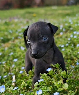 Les chiots de Petit Levrier Italien