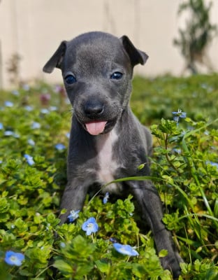 Les chiots de Petit Levrier Italien