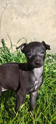 Les chiots de Petit Levrier Italien