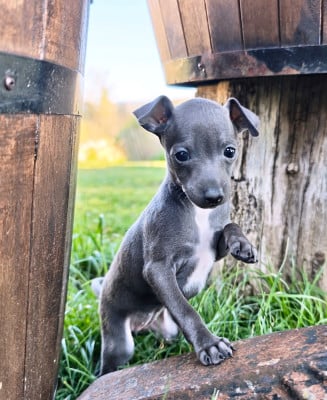 Les chiots de Petit Levrier Italien