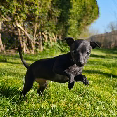 Les chiots de Petit Levrier Italien