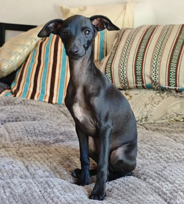 Les chiots de Petit Levrier Italien