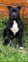 Étalon Staffordshire Bull Terrier - Okaina du Caldeira De La Madone