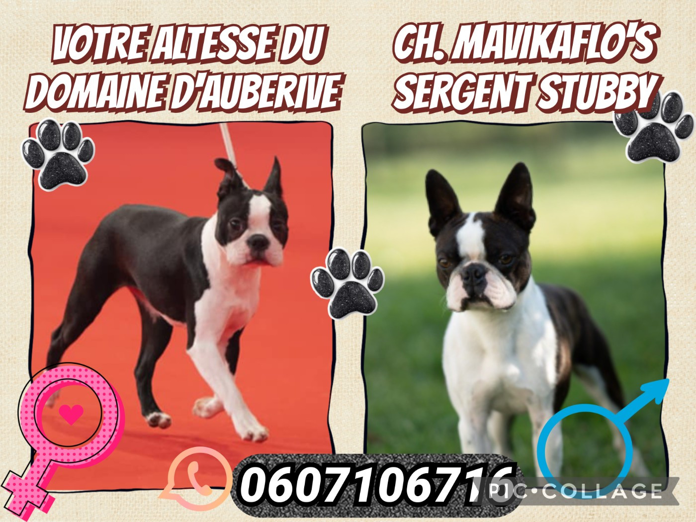 CHIOT 1 - Boston Terrier