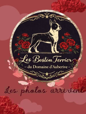 Les chiots de Boston Terrier