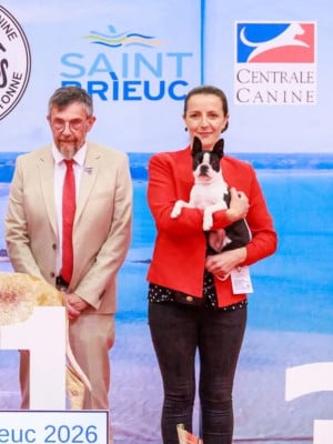Les chiots de Boston Terrier