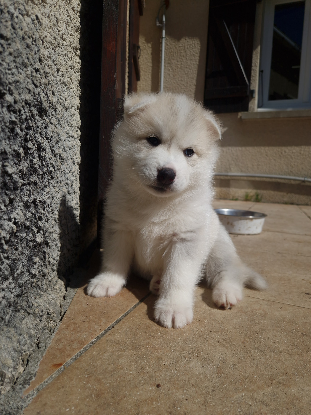 Bubble - Siberian Husky