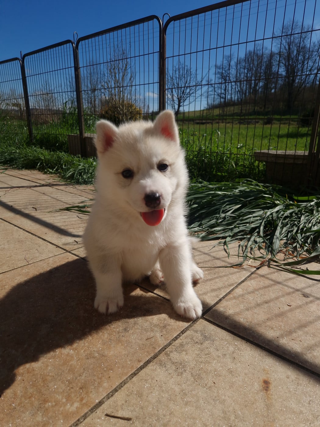 Belle - Siberian Husky
