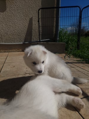 Les chiots de Siberian Husky