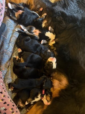 Les chiots de Bouvier Bernois
