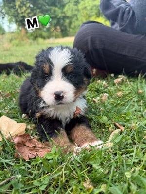 Les chiots de Bouvier Bernois