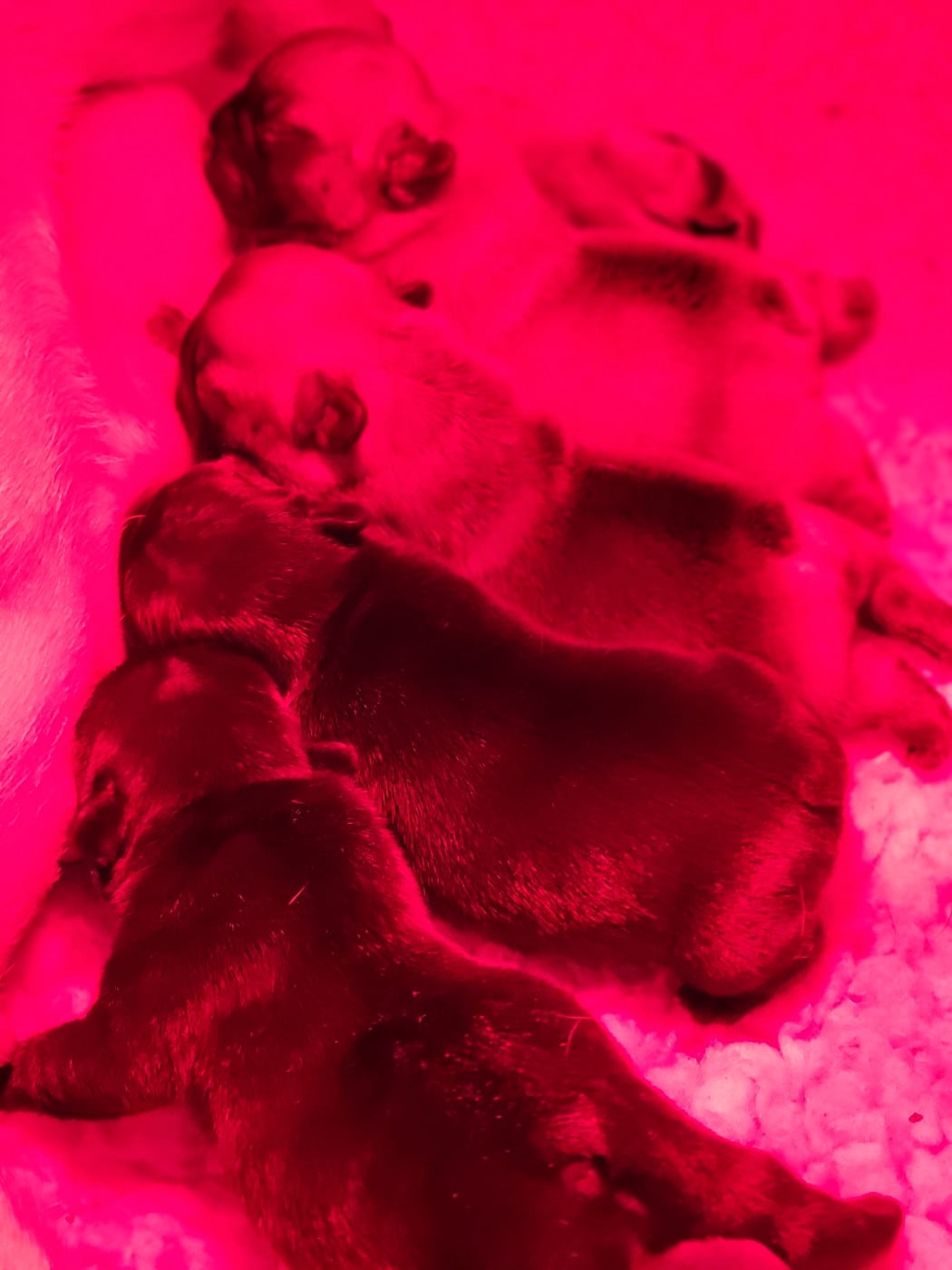 Alphonse Victory du Petit Doguin