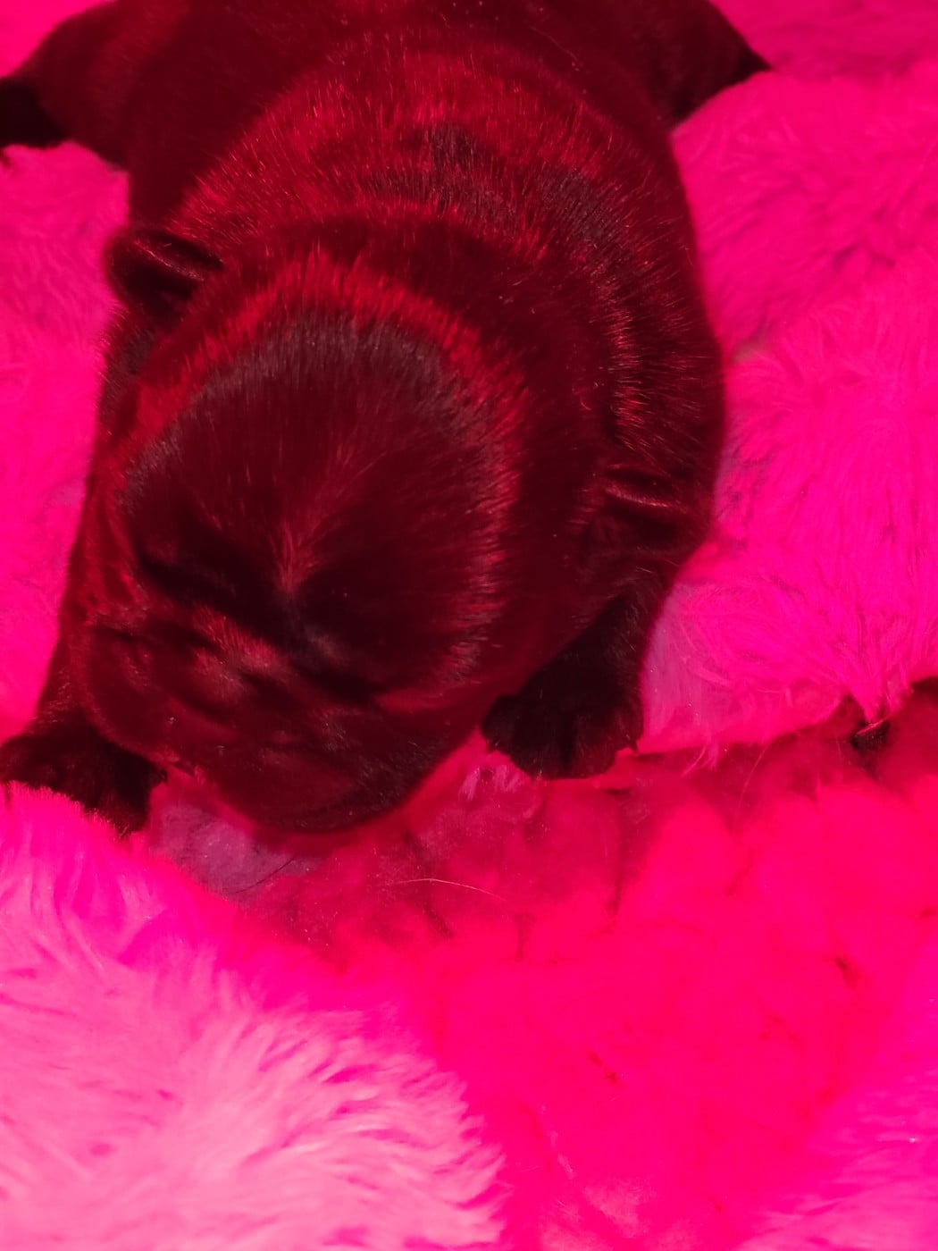 Alphonse Victory du Petit Doguin