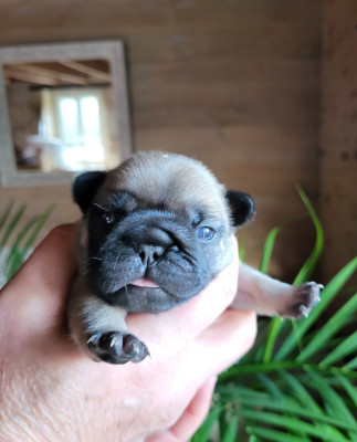 Les chiots de Bouledogue français