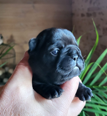 Les chiots de Bouledogue français