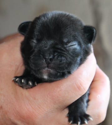 Les chiots de Bouledogue français