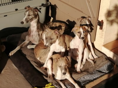 Du Petit Bois De Klaszoly