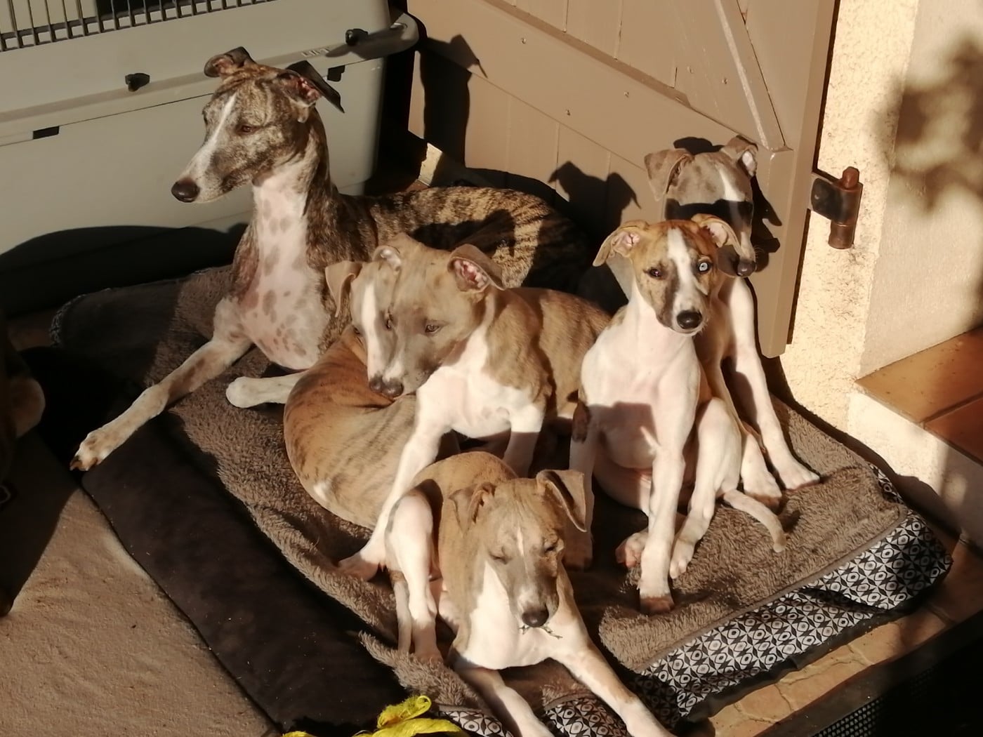 Whippet - Du Petit Bois De Klaszoly